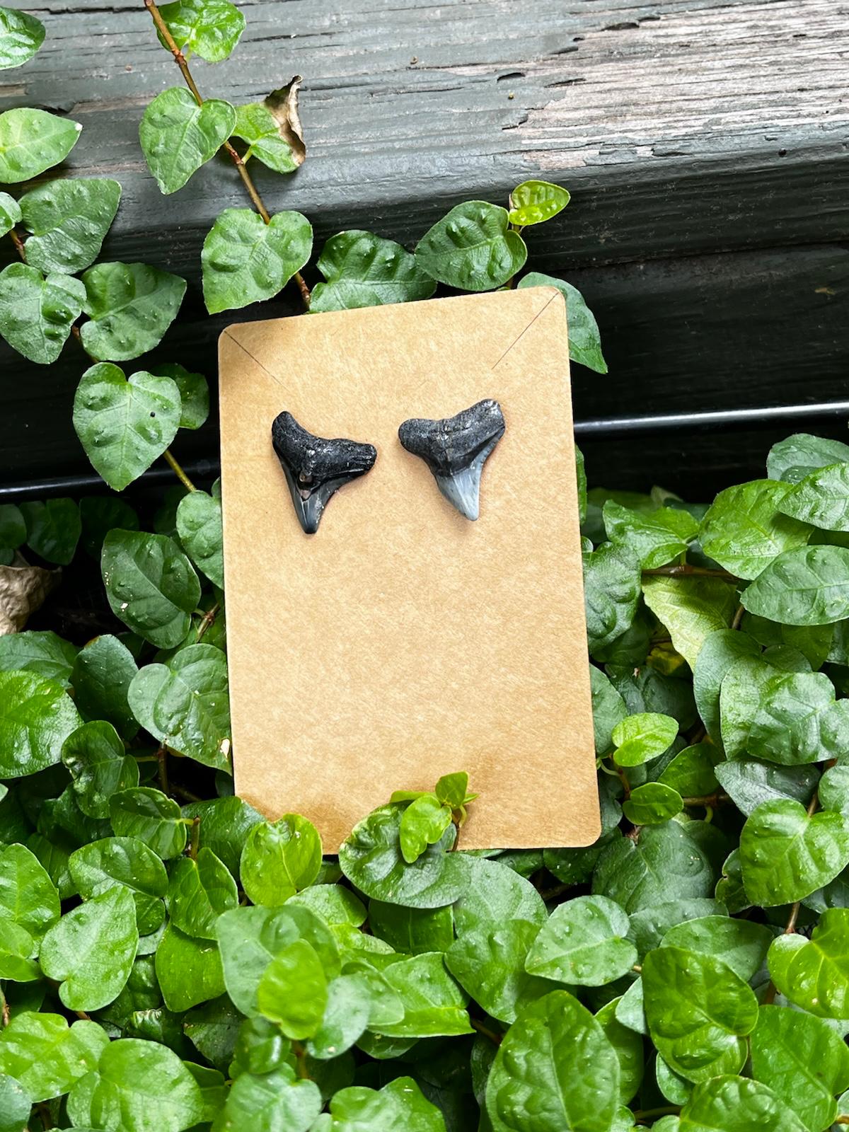 Bare & Unearthed | Natural Fossil Shark Tooth Earrings | Handmade Gift Jewelry